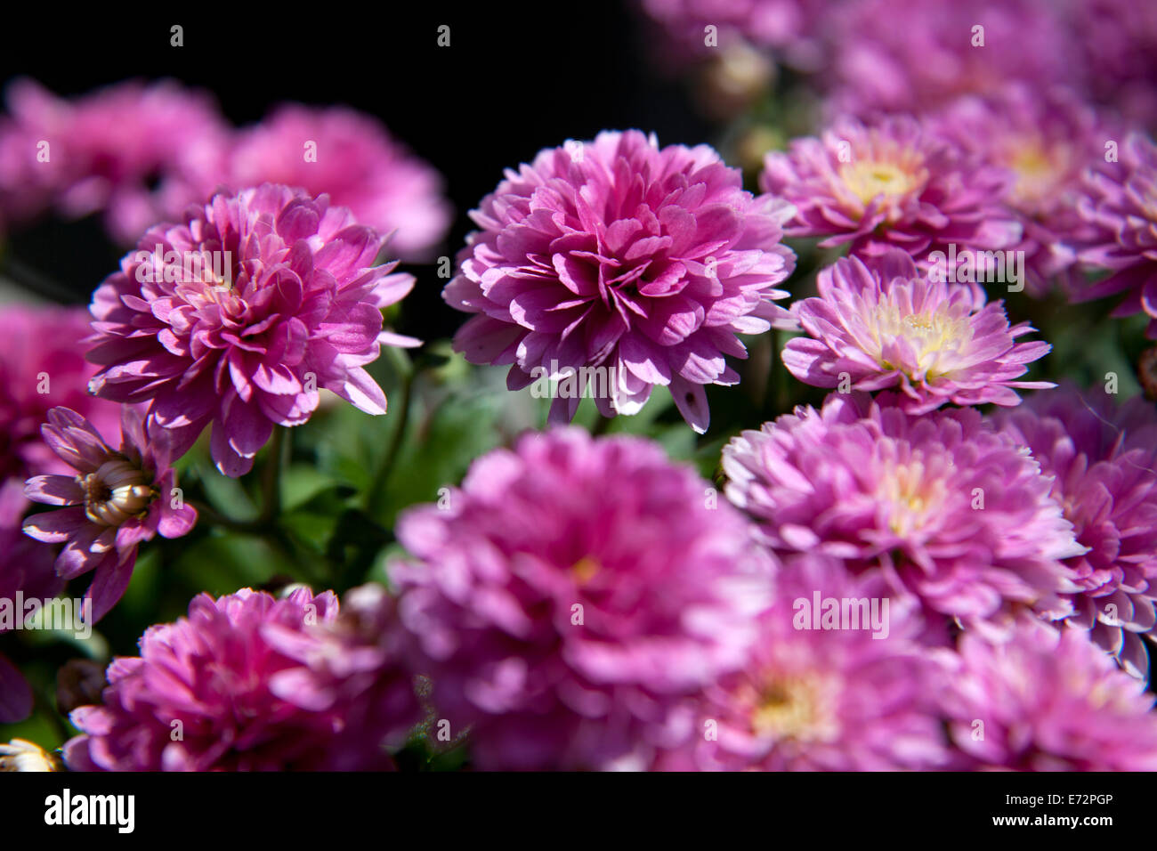 Bright Color Chrysanthemum Flower in Sunny Day Stock Photo