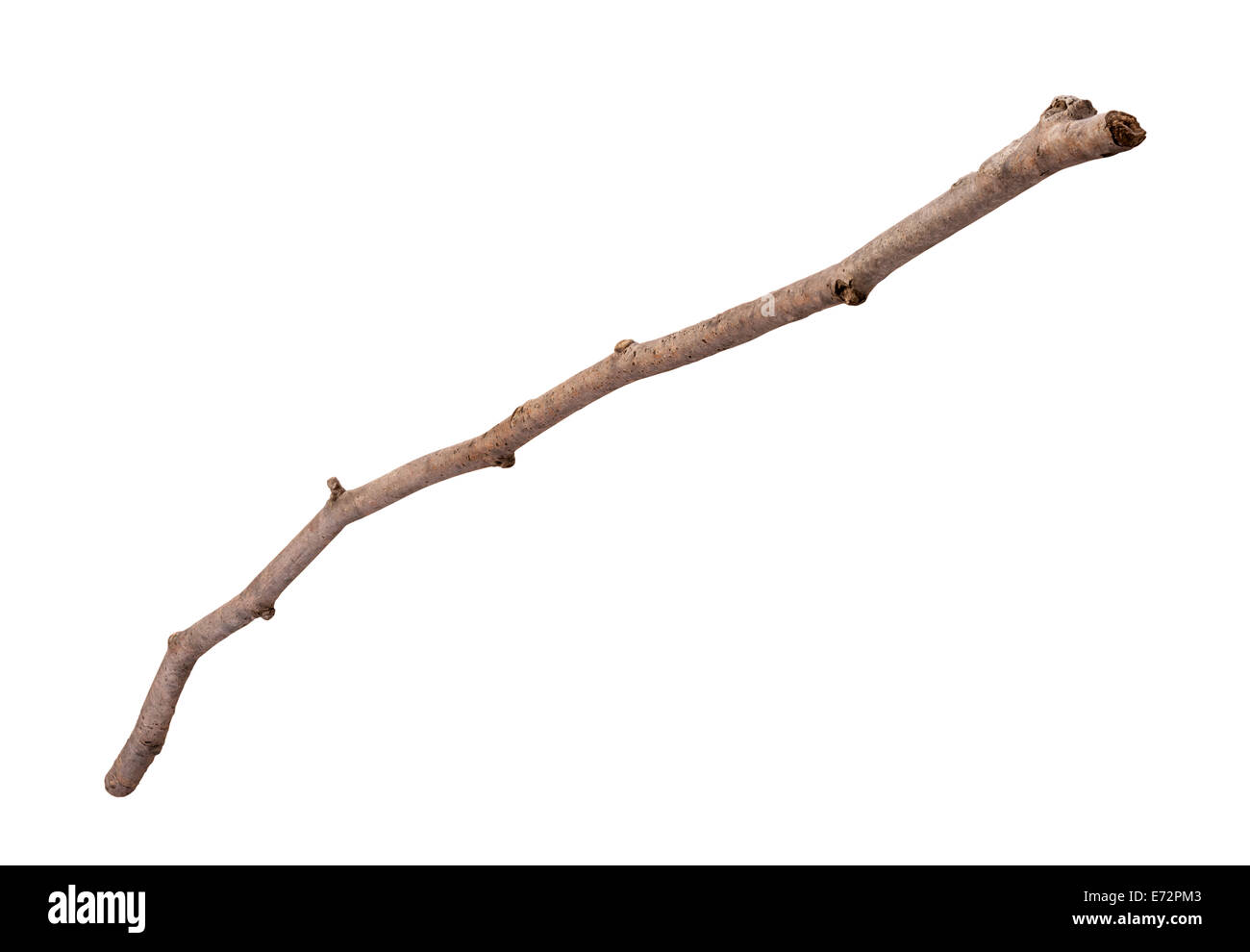 Wooden Twig isolated on a white background. Full focus front to back. Stock Photo