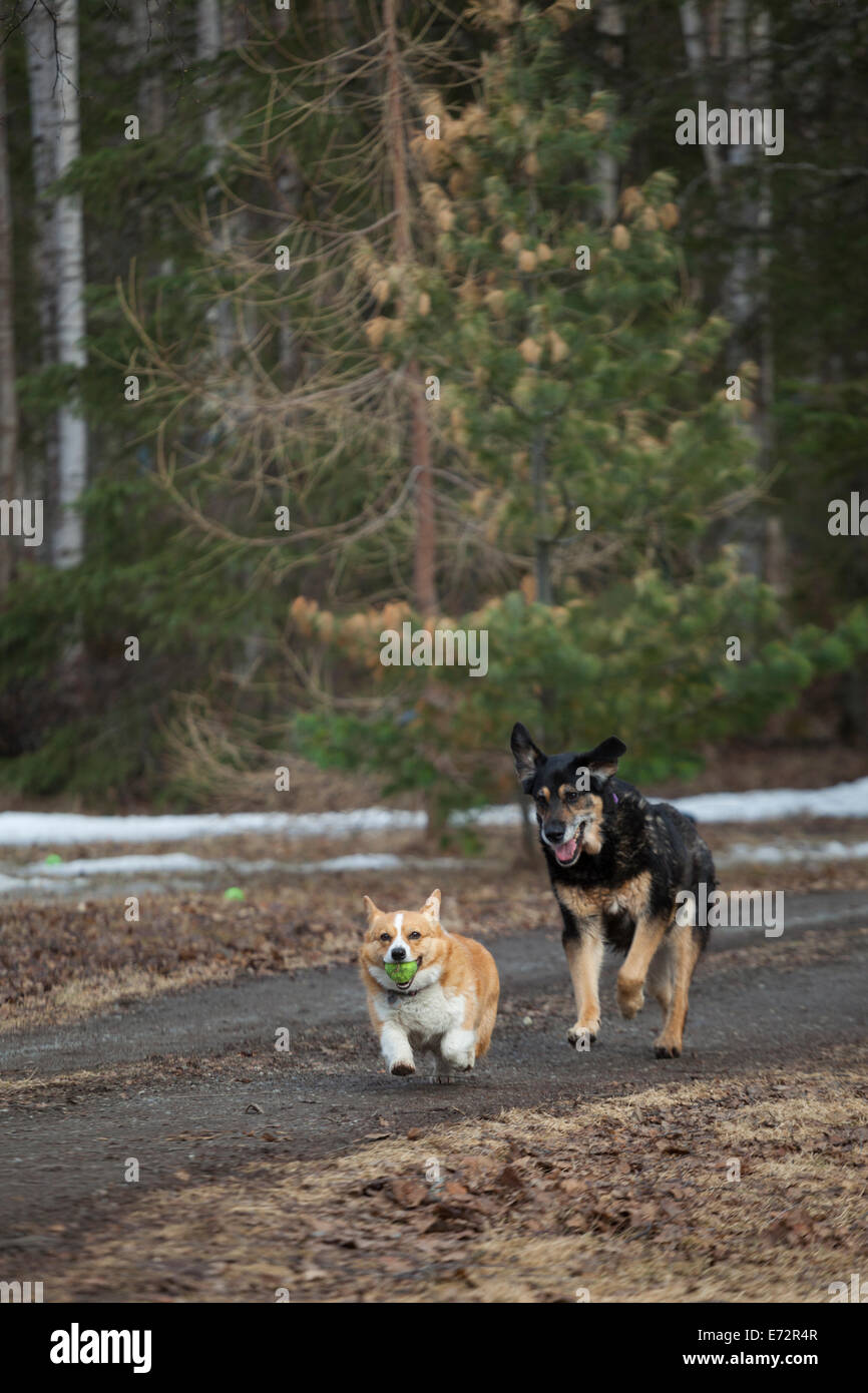 Dogs play fetch with tennis balls on a farm in Chugiak, Alaska. Stock Photo