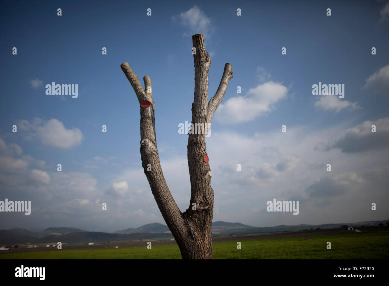 An over pruned tree in Villamartin, Cadiz province, Andalusia, Spain