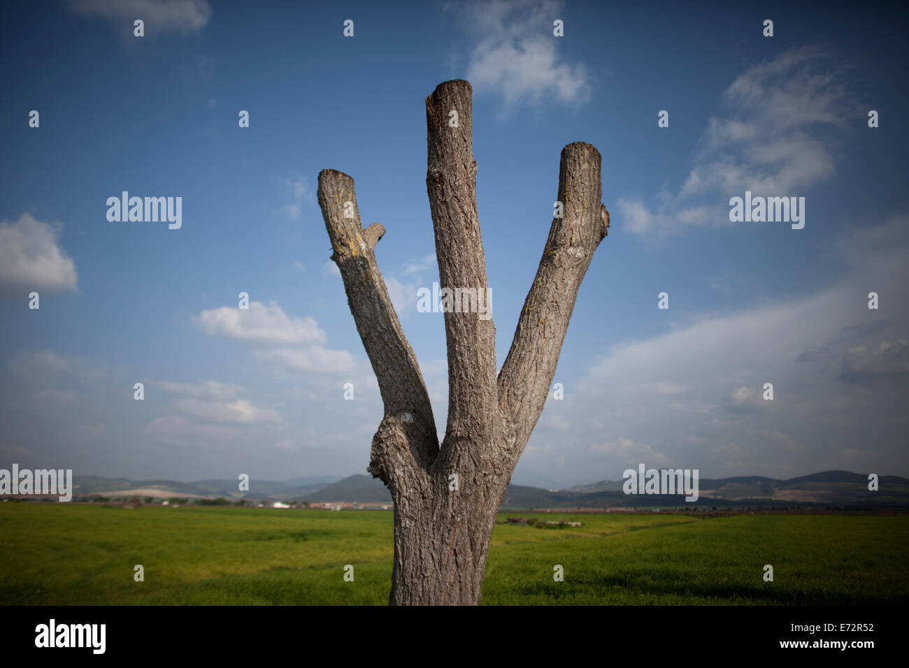 An over pruned tree in Villamartin, Cadiz province, Andalusia, Spain