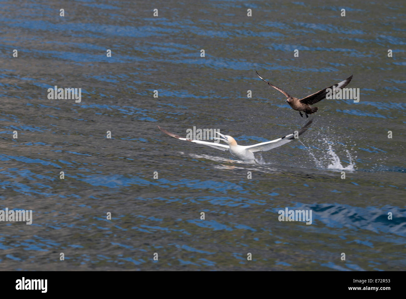 Gannets being mobbed by Great skuas on St Kilda Stock Photo