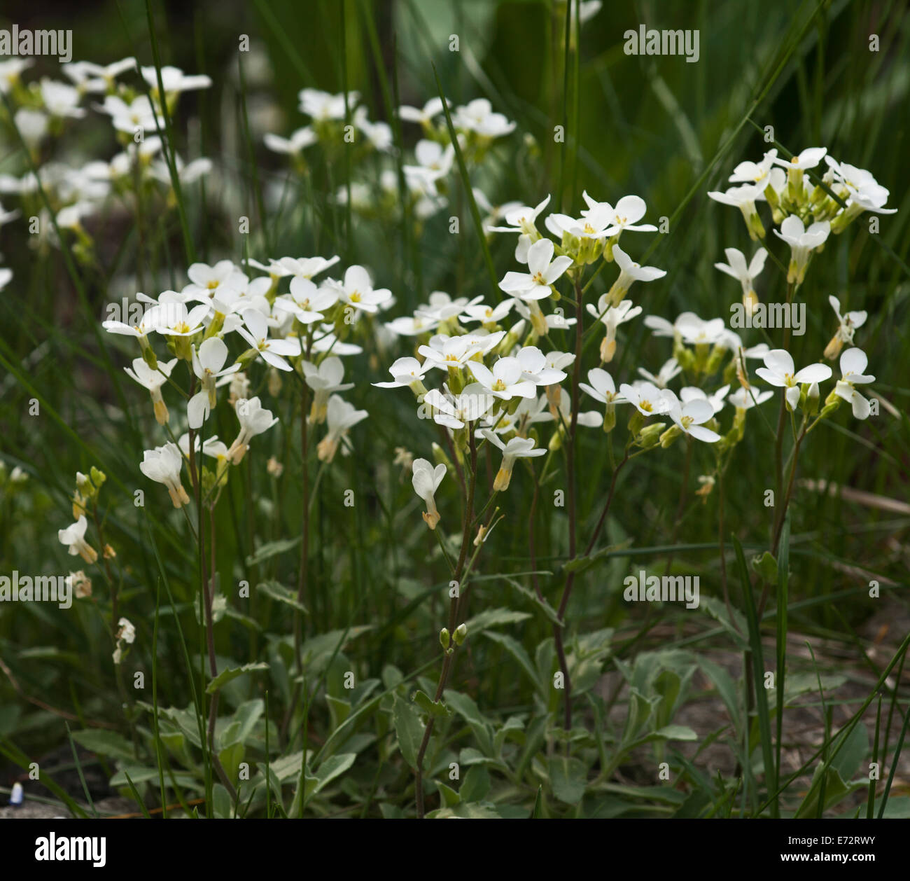 Spring background with white flowers and green grass Stock Photo - Alamy
