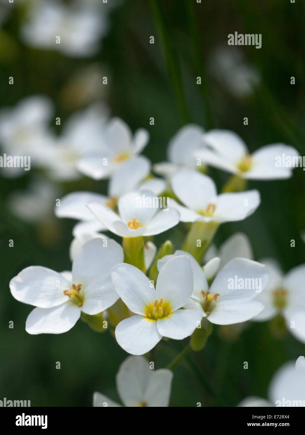 Spring background with white flowers and green grass Stock Photo - Alamy