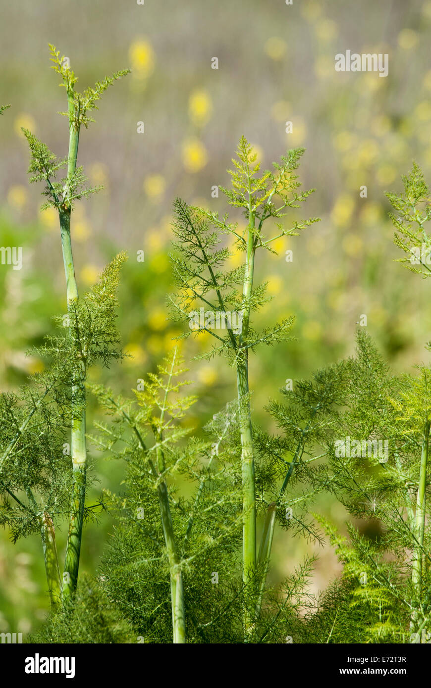 Close up of Wild Fennel in Northern California Stock Photo Alamy