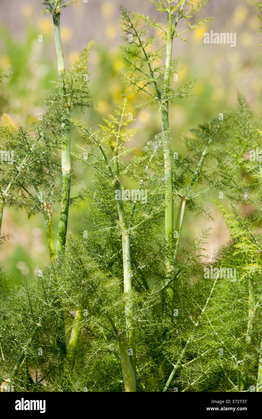 Close up of Wild Fennel in Northern California Stock Photo