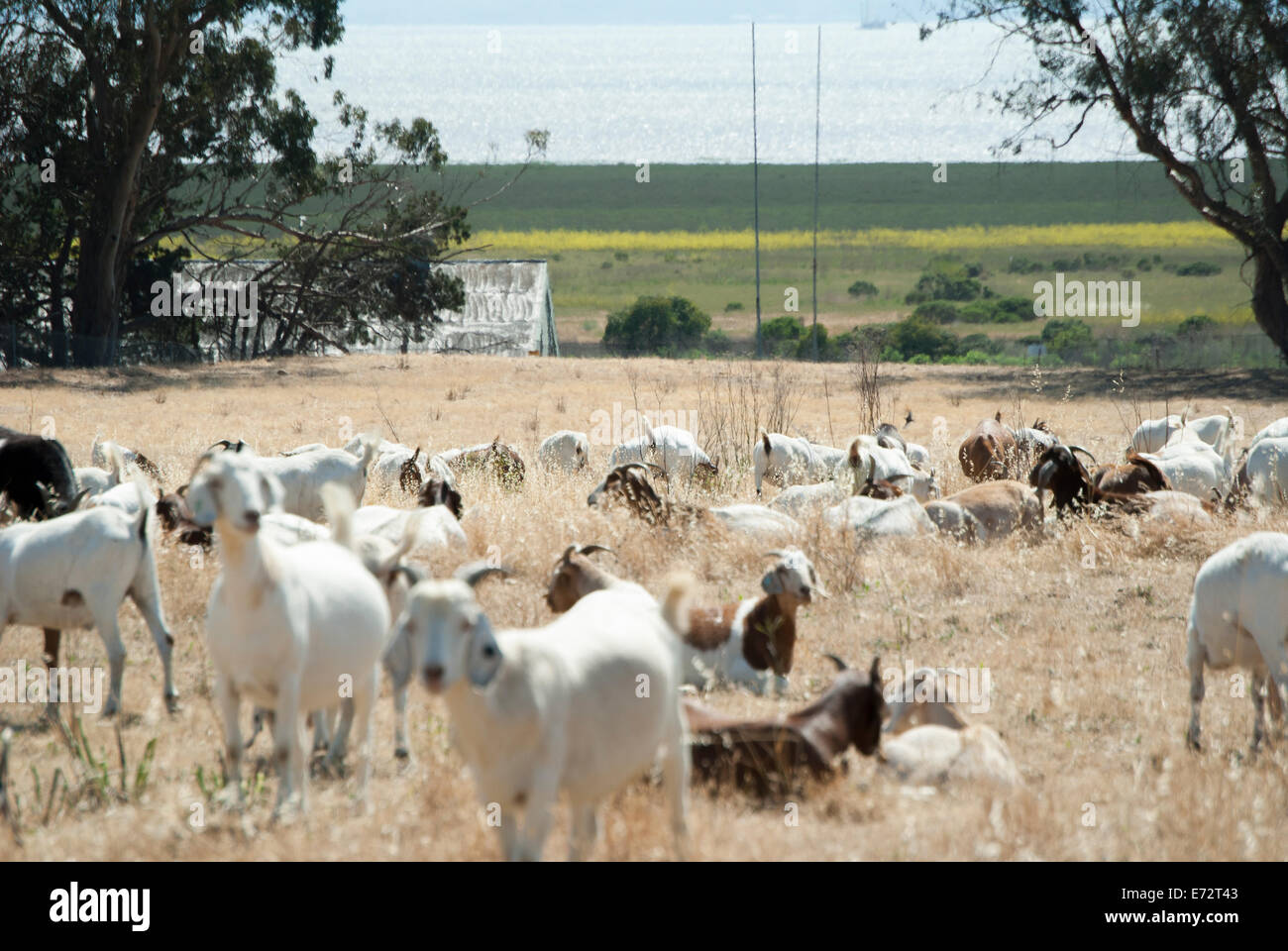 Goats herds are used as a green alternative for brush control in some cities Northern California Stock Photo