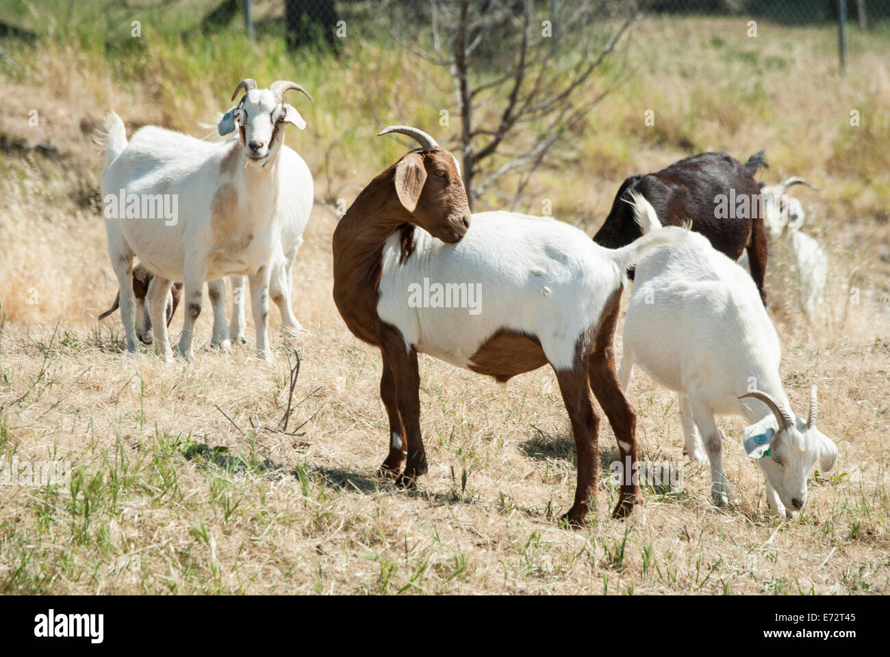 Goats herds are used as a green alternative for brush control in some
