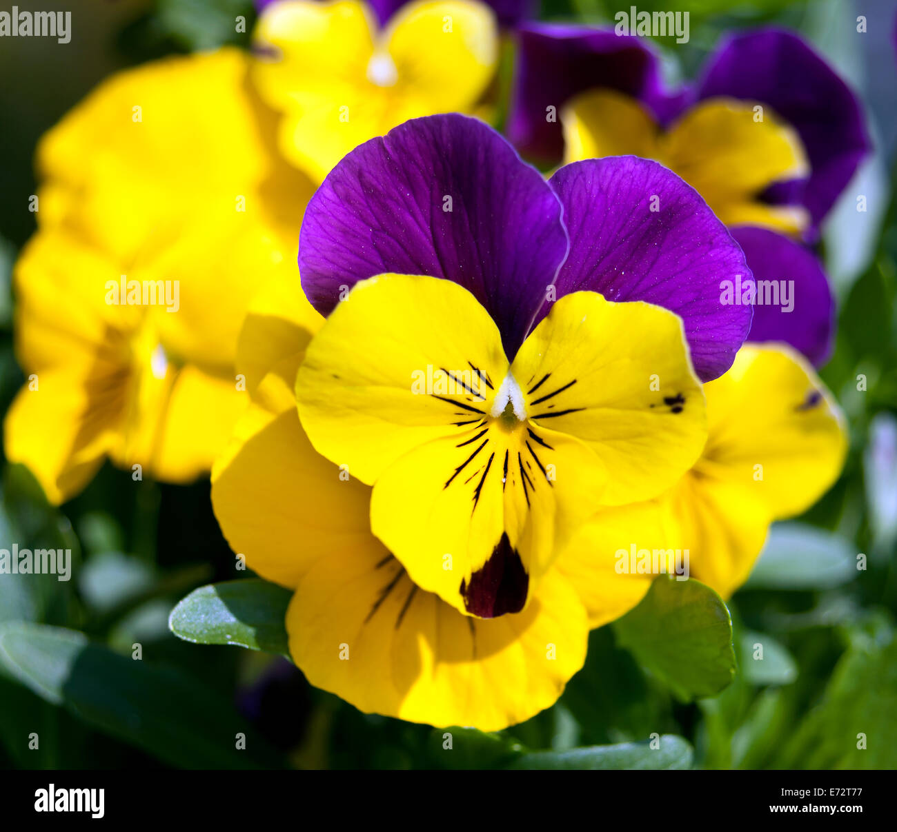 Spring background with yellow flowers and green grass Stock Photo Alamy