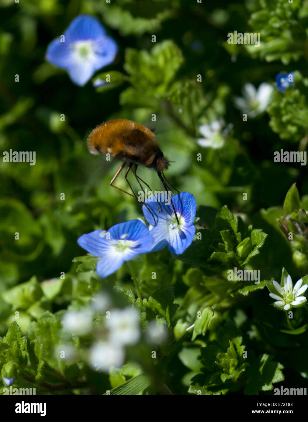 Spring Flower Insect Background Spring background with blue flowers with insect and green grass Stock ...