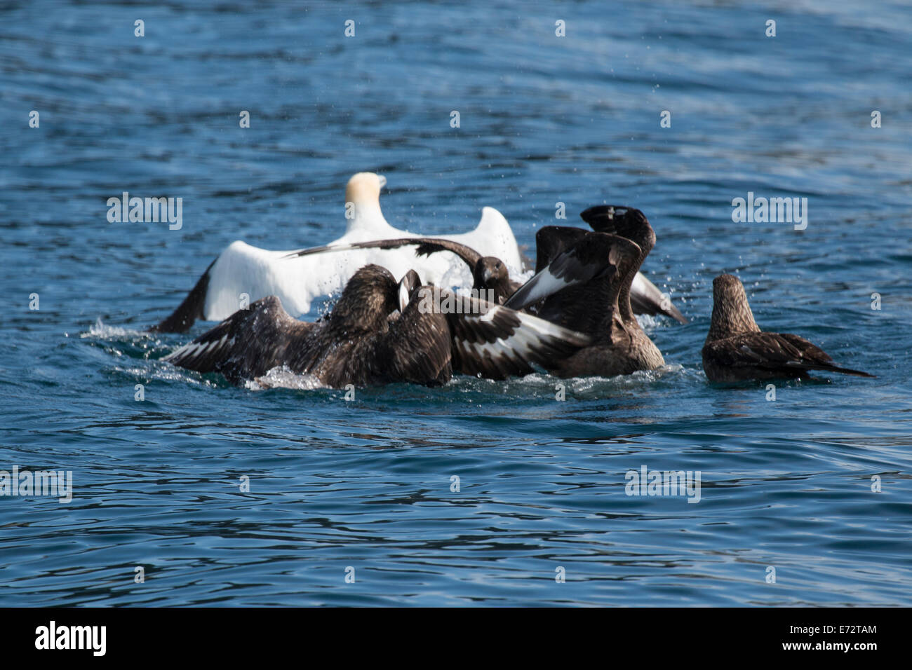 Gannets being mobbed by Great skuas on St Kilda Stock Photo