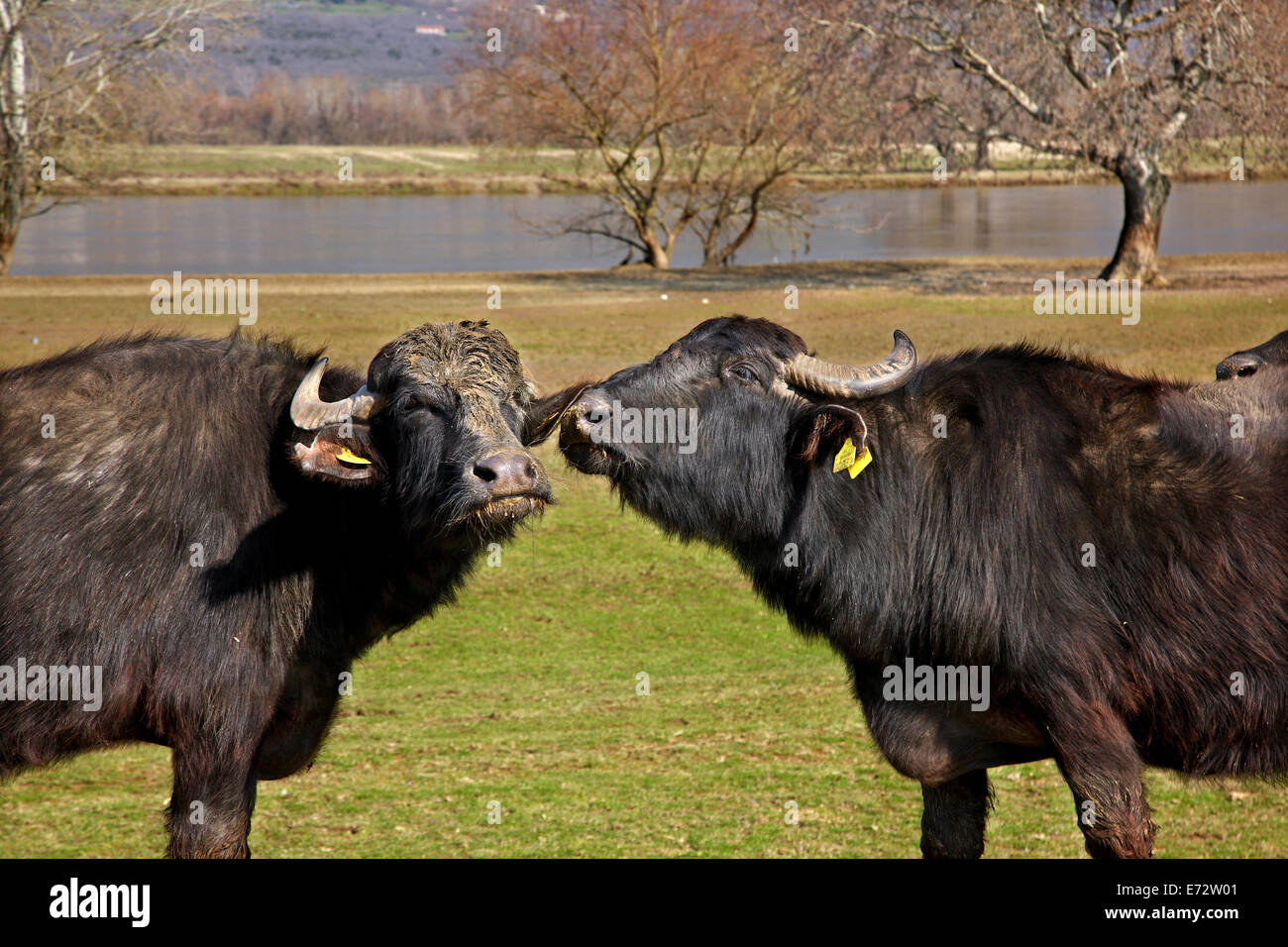 Buffaloes 'sharing secrets' at lake Kerkini, Serres, Macedonia, Greece. Stock Photo