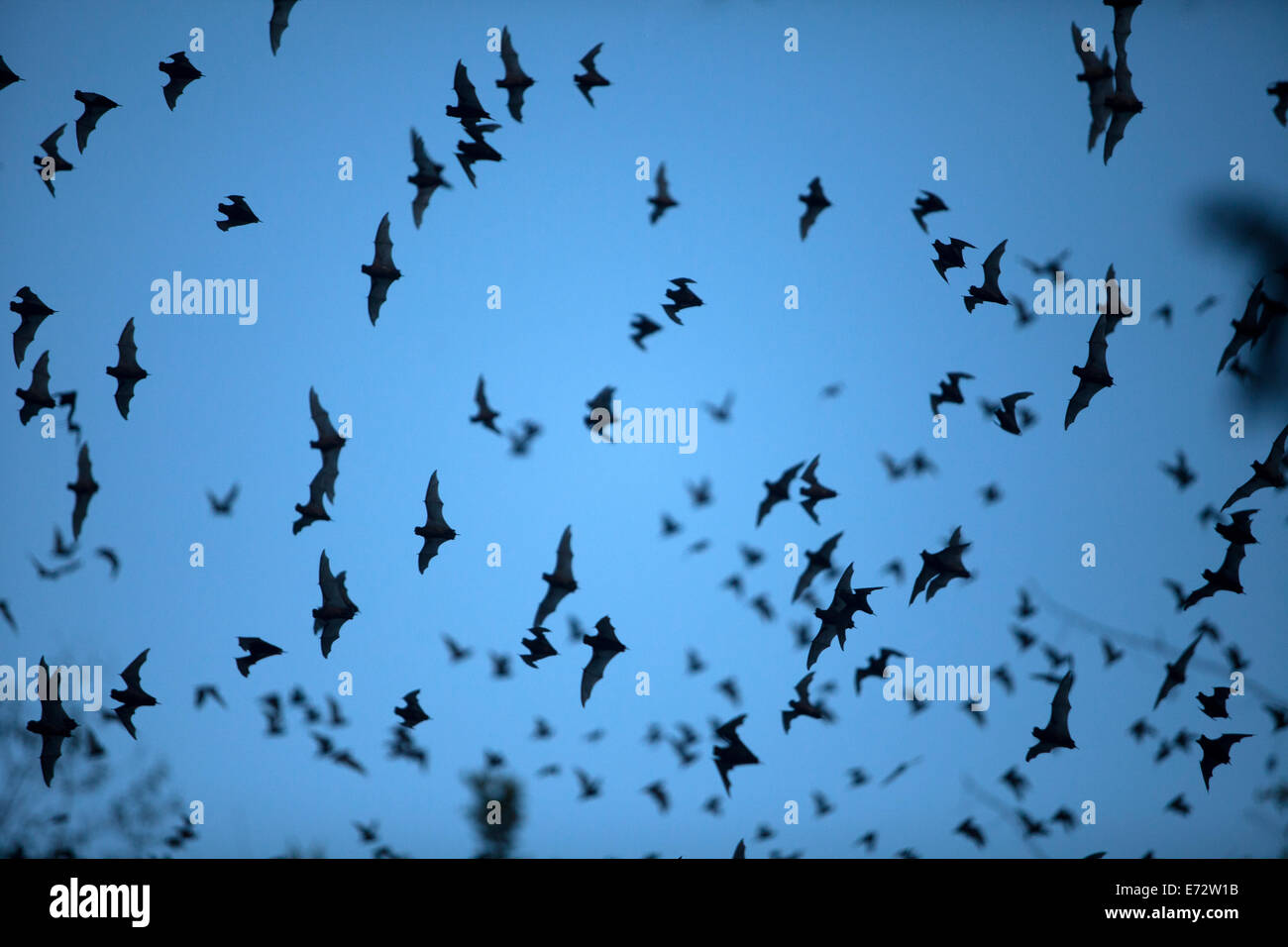 Bats leave a cave in Calakmul Biosphere Reserve, Campeche state