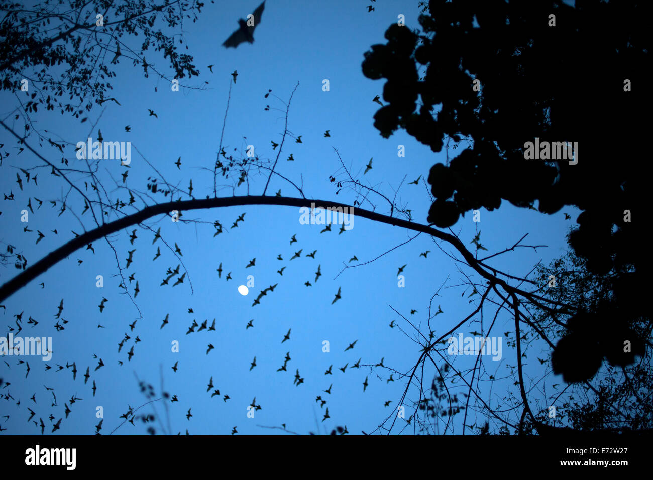 Bats leave a cave in Calakmul Biosphere Reserve, Campeche state