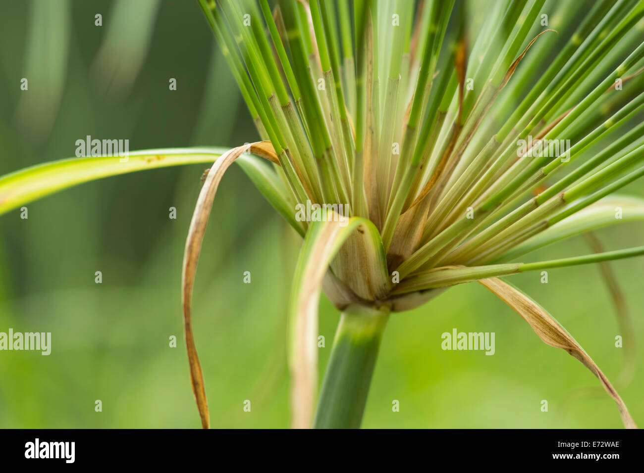 Detail photograph of Papyrus grass Stock Photo Alamy