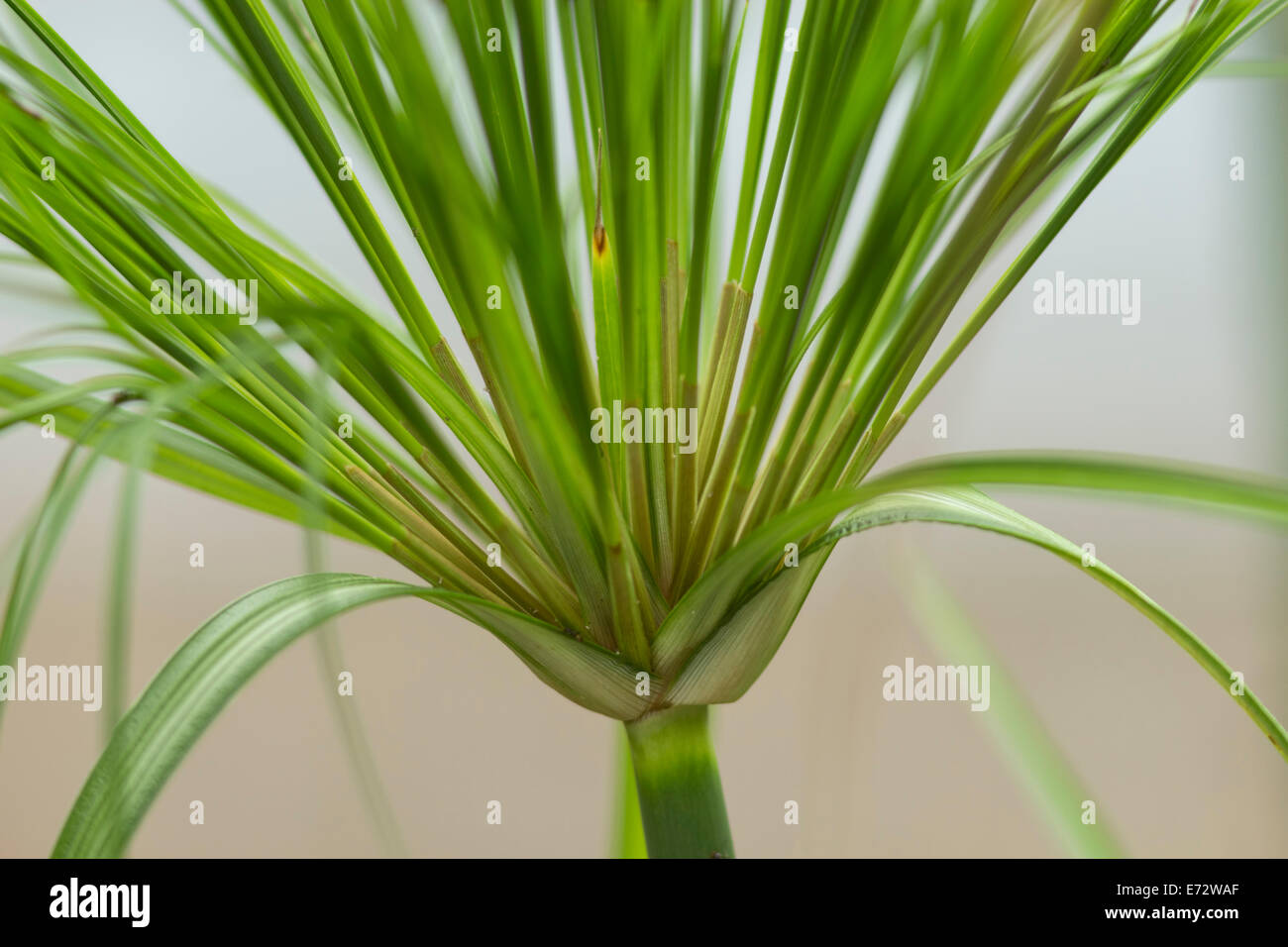 Detail photograph of Papyrus grass Stock Photo Alamy