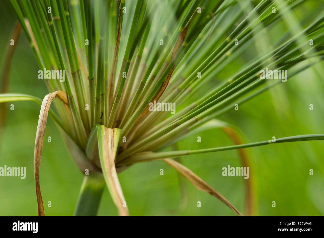 Detail photograph of Papyrus grass Stock Photo Alamy