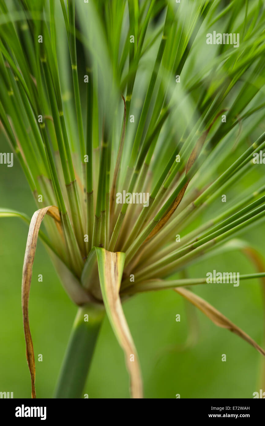 Detail photograph of Papyrus grass Stock Photo Alamy