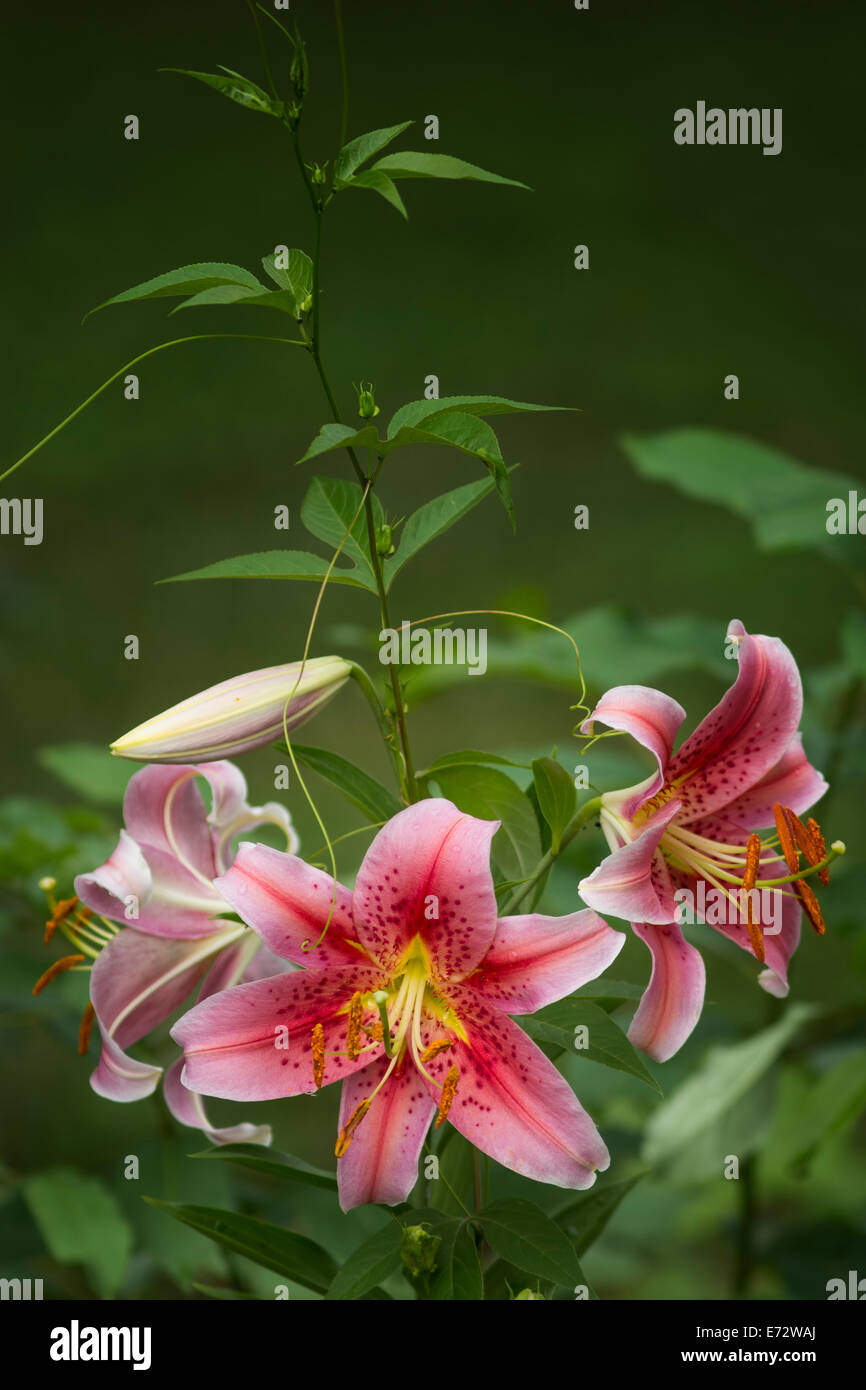 Oriental lilies garden hires stock photography and images Alamy