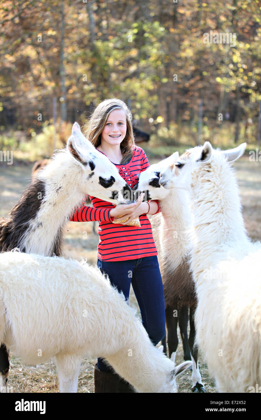 Girl (13-15) feeding llamas Stock Photo