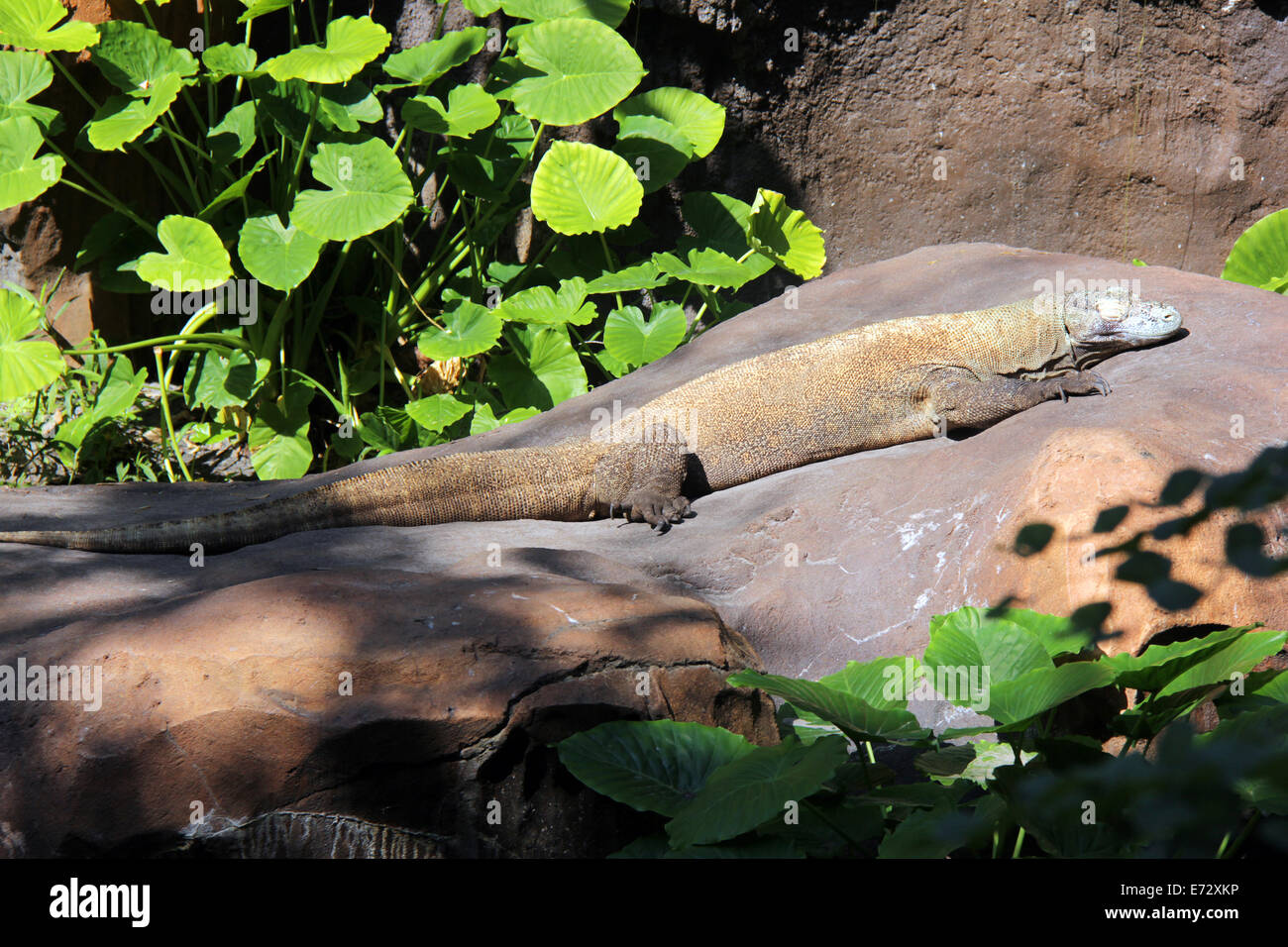 Komodo dragon sunbathing at a zoo Stock Photo Alamy