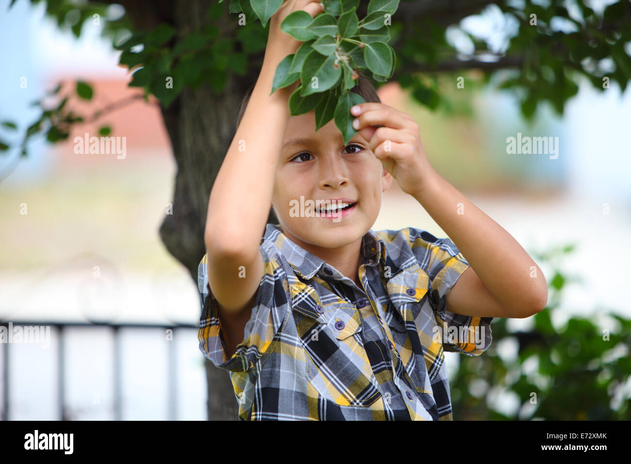 Young boy under a tree Stock Photo