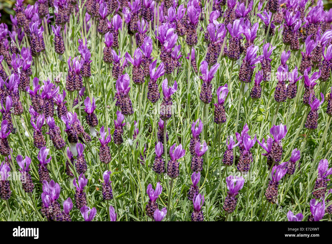 Spanish Lavender, " Lavendula Stoechas ", in full bloom Stock Photo Alamy