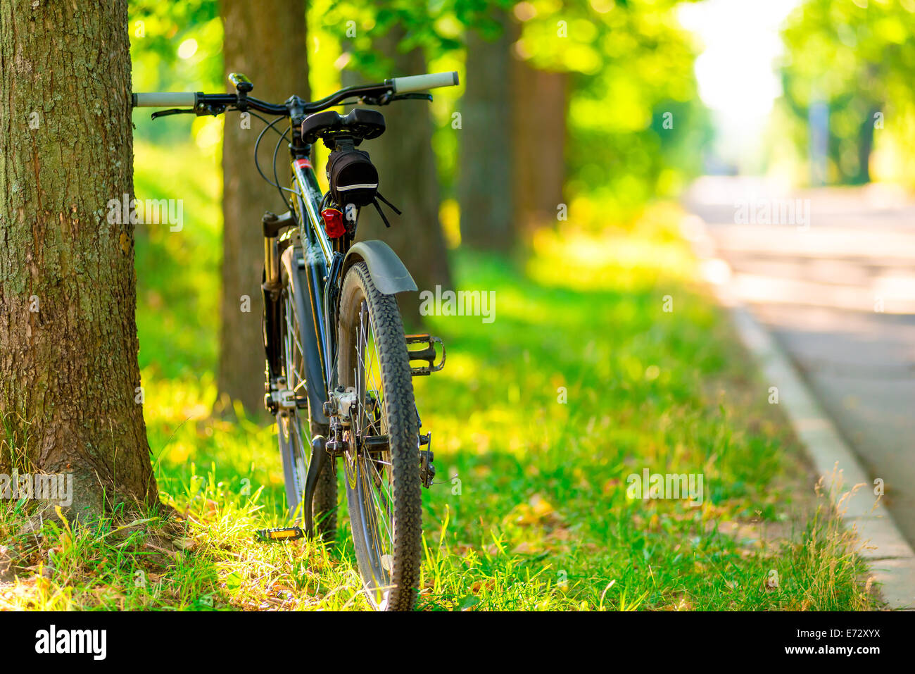 bicycle parked near a tree in the park in the morning Stock Photo