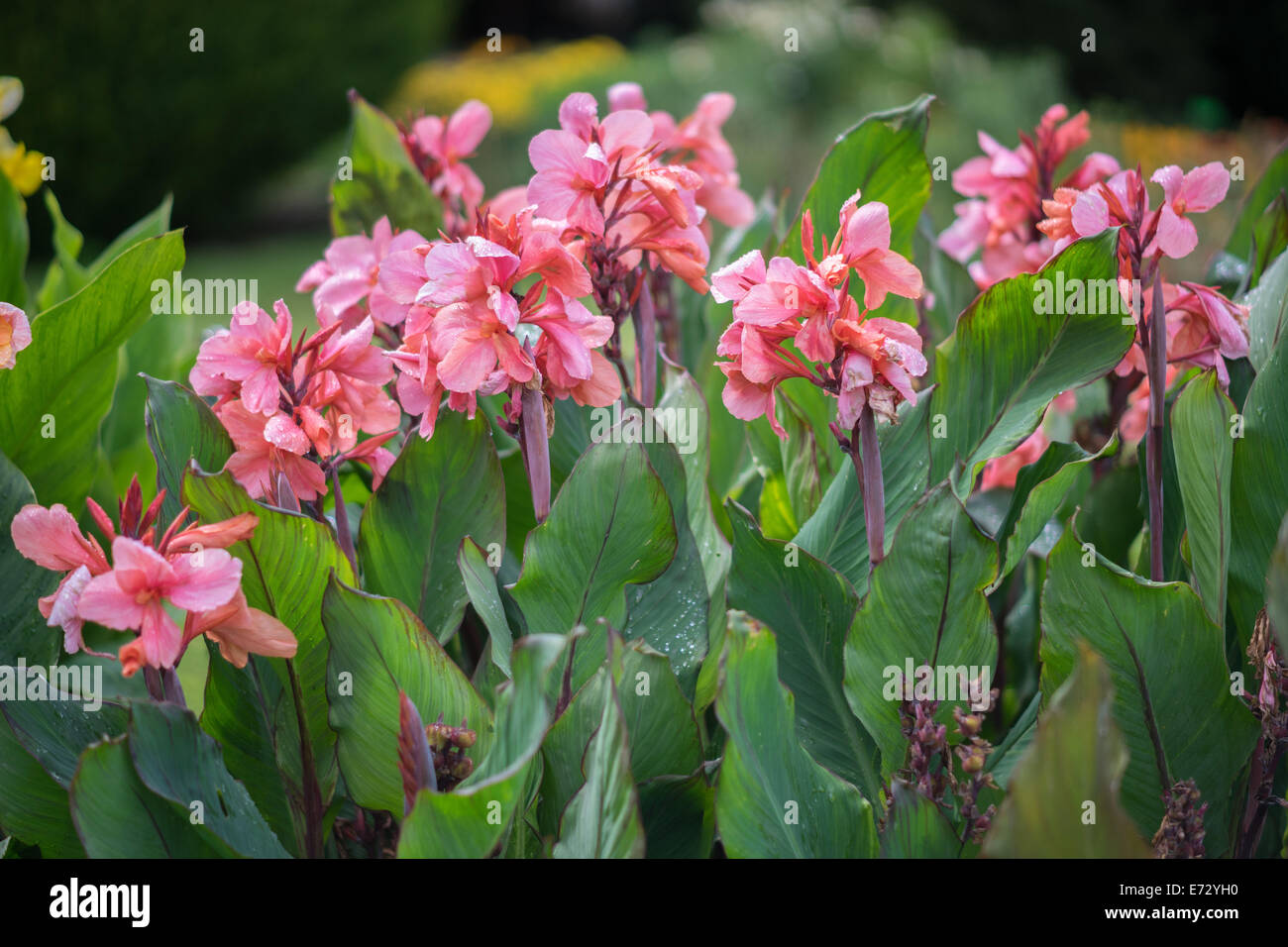 Pink canna hi-res stock photography and images - Alamy