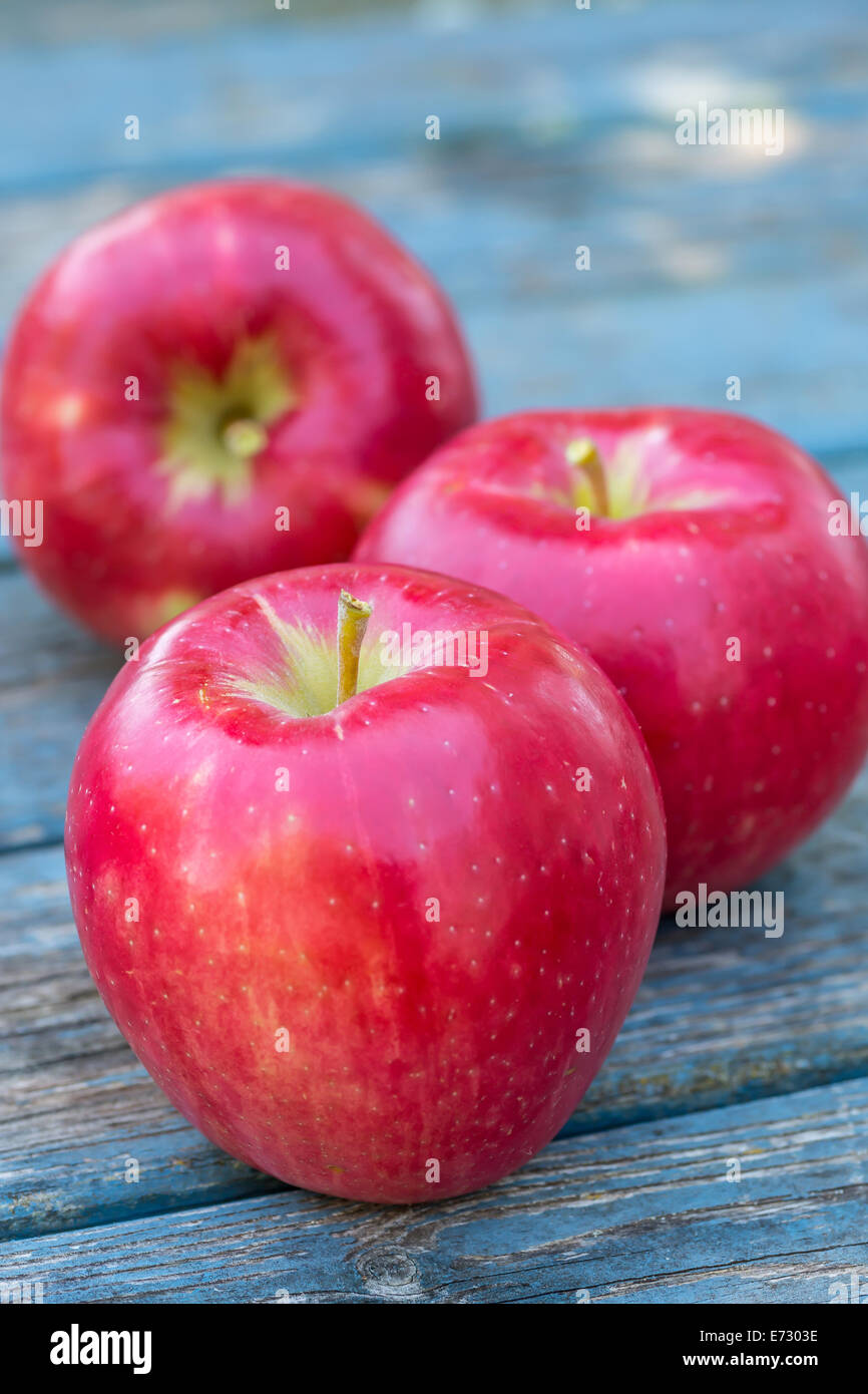 https://c8.alamy.com/comp/E7303E/red-ripe-honeycrisp-apples-fresh-from-the-farm-E7303E.jpg