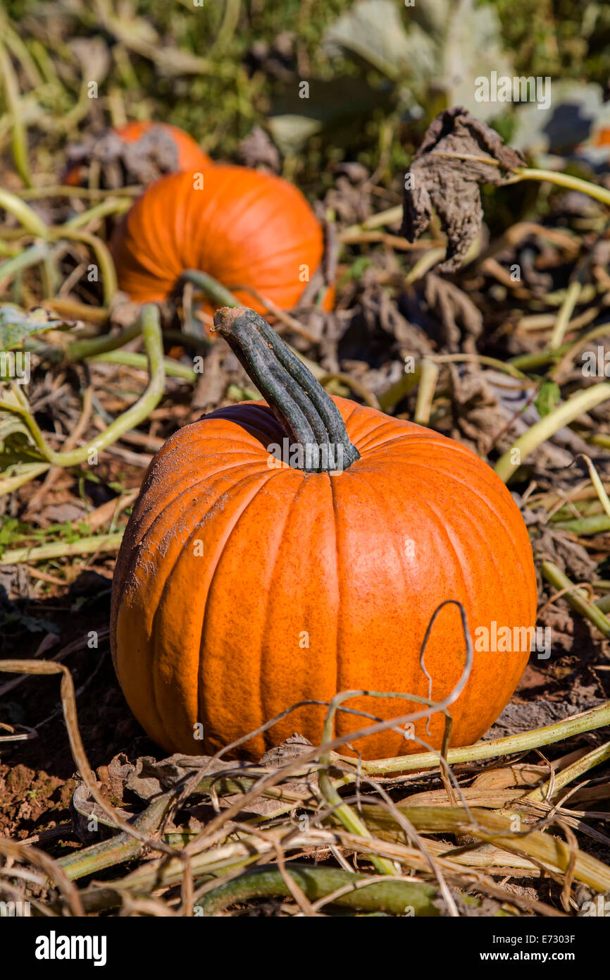 A field of farm pumpkins waiting to be harvested Stock Photo - Alamy