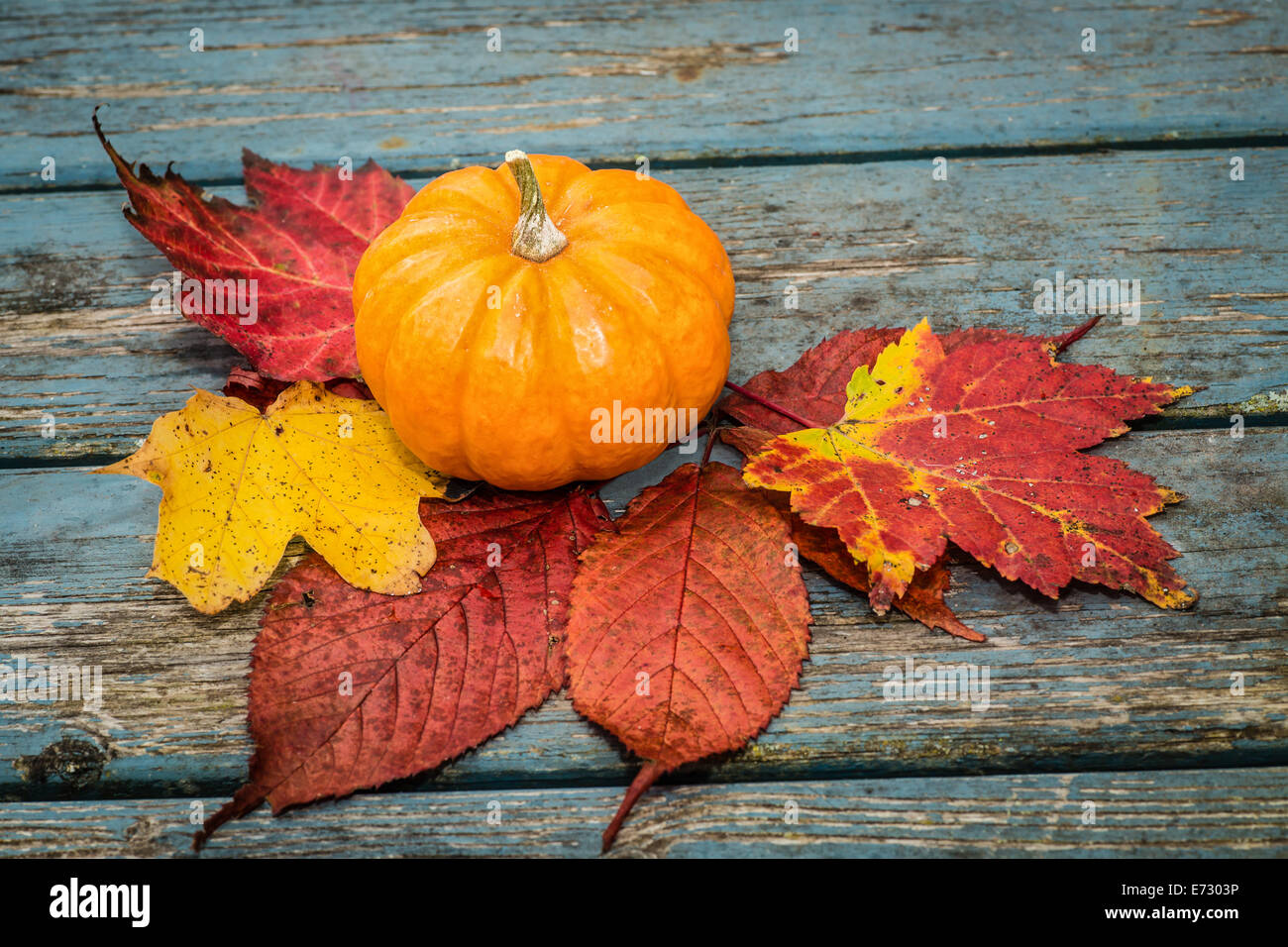 A small miniature pumpkin and fall leaves Stock Photo - Alamy