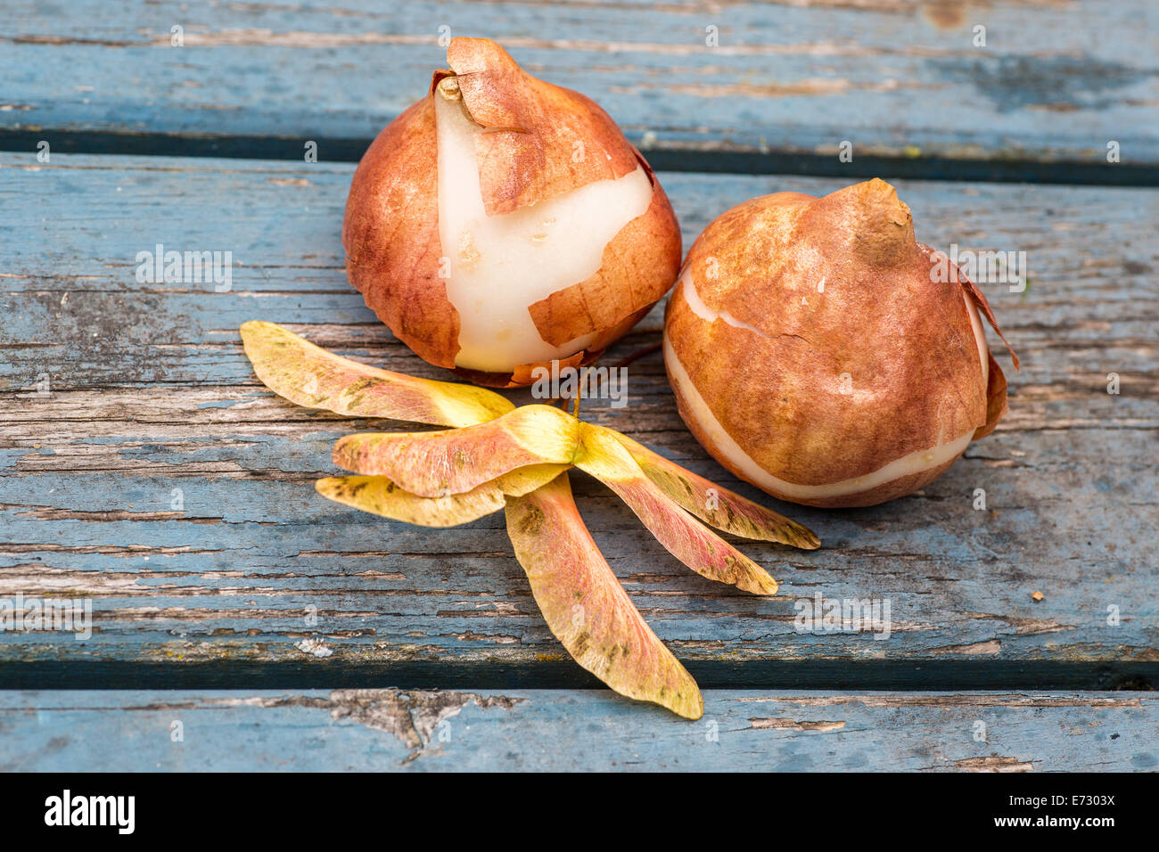 Tulip seeds hires stock photography and images Alamy