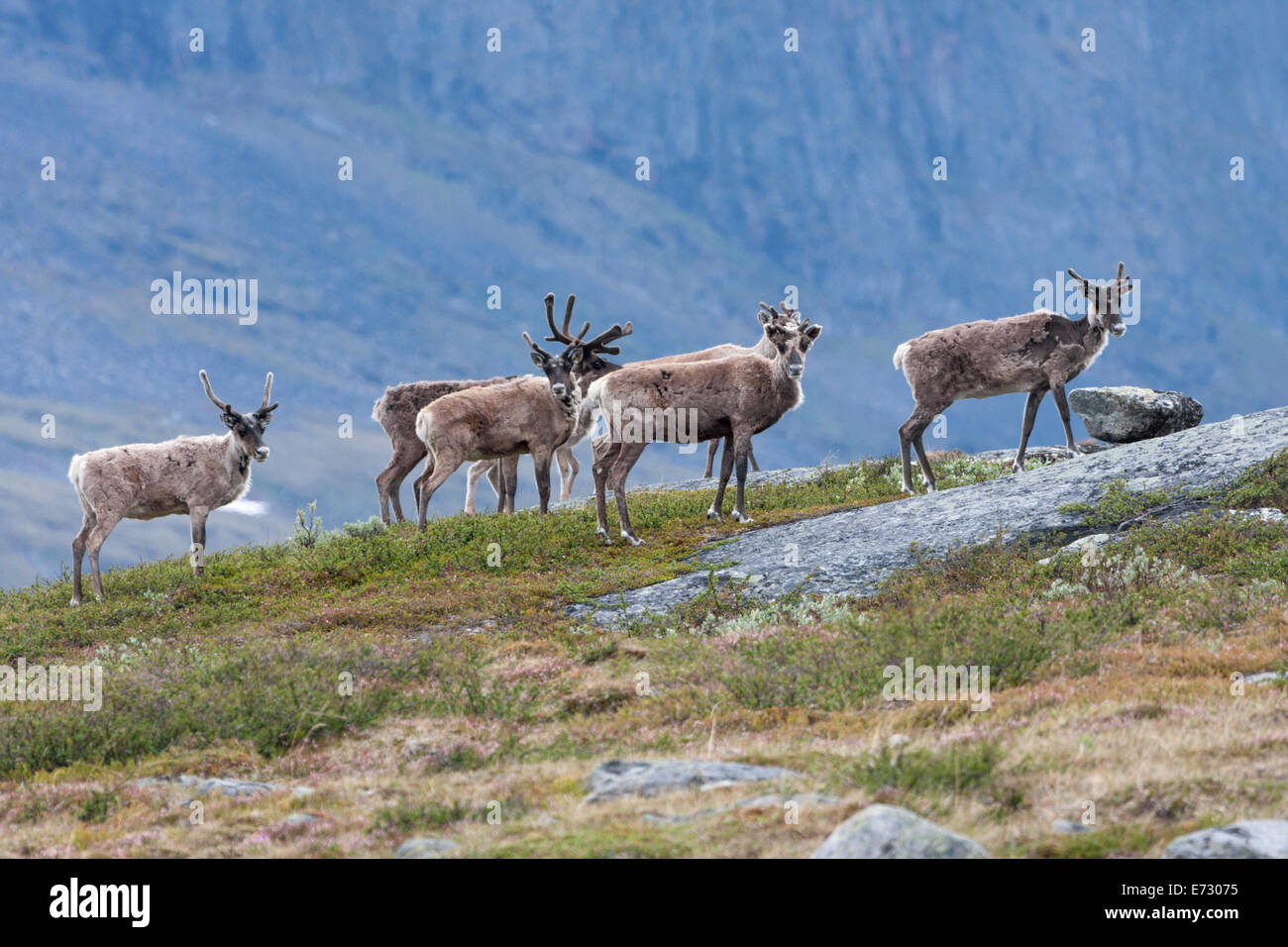 Herd of reindeer in mountain area of swedish lapland on the track of kungsleden Stock Photo