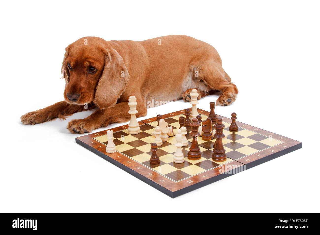 English Cocker Spaniel Dog Playing Chess Isolated On White Background Stock Photo Alamy English Cocker Spaniel Dog Playing Chess Isolated On White Background Stock Photo Alamy