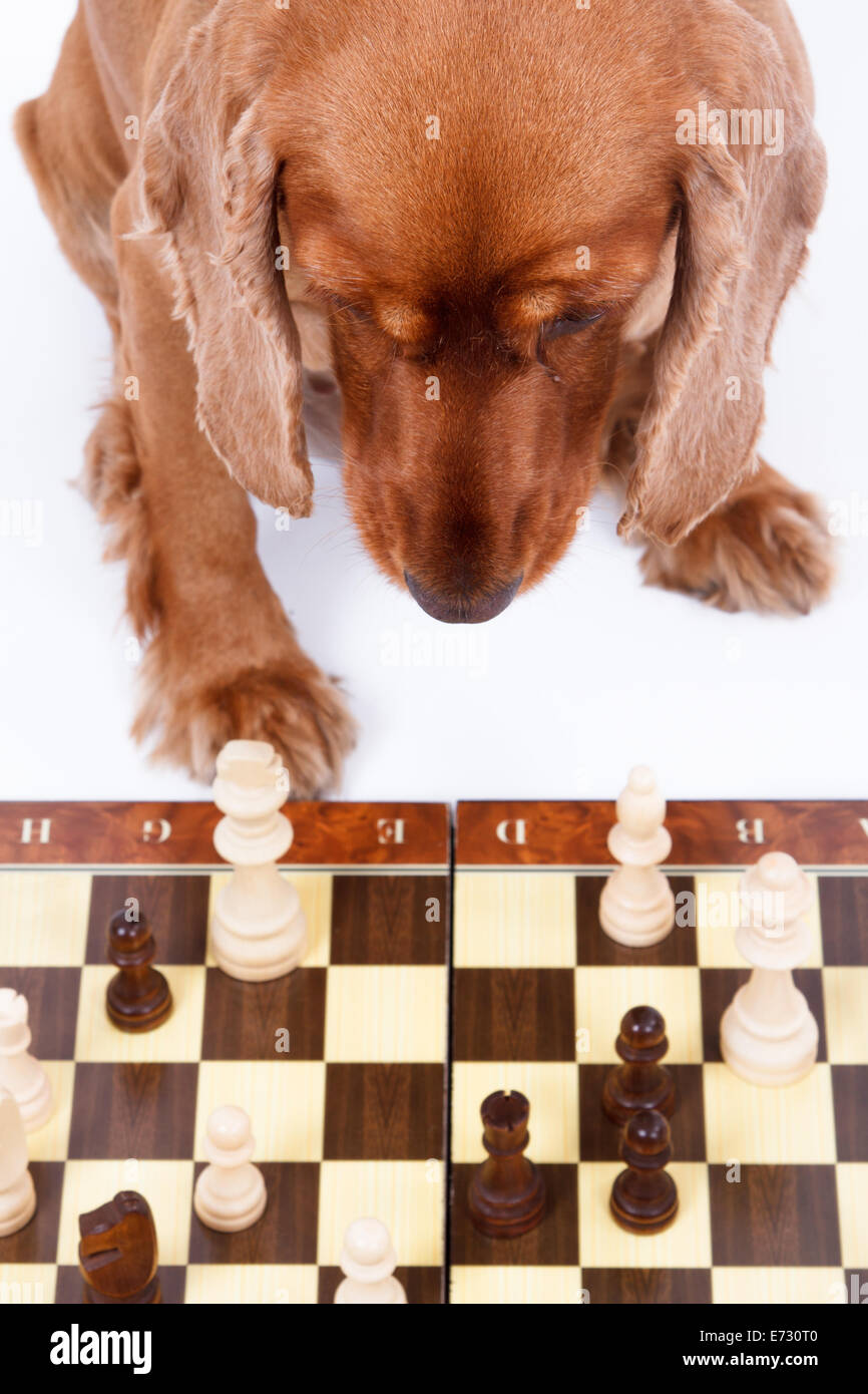 English Cocker Spaniel Dog Playing Chess Isolated On White Background Stock Photo Alamy English Cocker Spaniel Dog Playing Chess Isolated On White Background Stock Photo Alamy