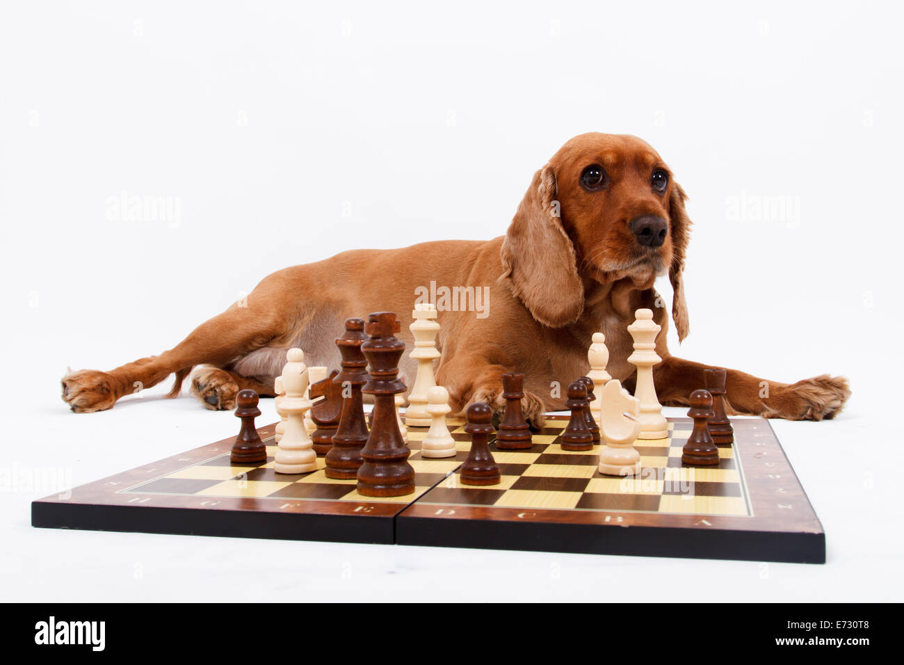 English Cocker Spaniel Dog Playing Chess Isolated On White Background Stock Photo Alamy English Cocker Spaniel Dog Playing Chess Isolated On White Background Stock Photo Alamy