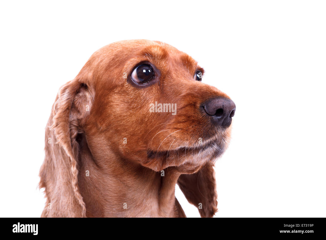 English cocker spaniel dog, isolated on white background. Stock Photo