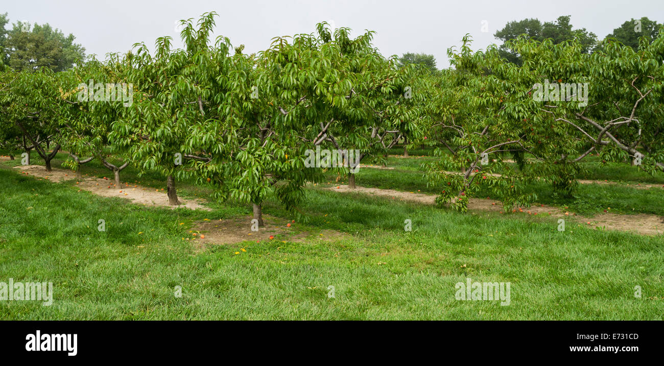 Peach trees in an orchard in the Niagara region of Ontario Canada.  Peaches in trees and on ground in a Canadian orchard Stock Photo