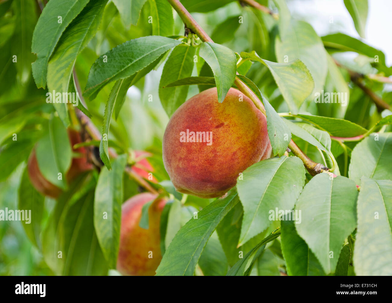 Ripe peaches growing on the trees in the orchards in the Niagara region of Ontario, Canada. Stock Photo