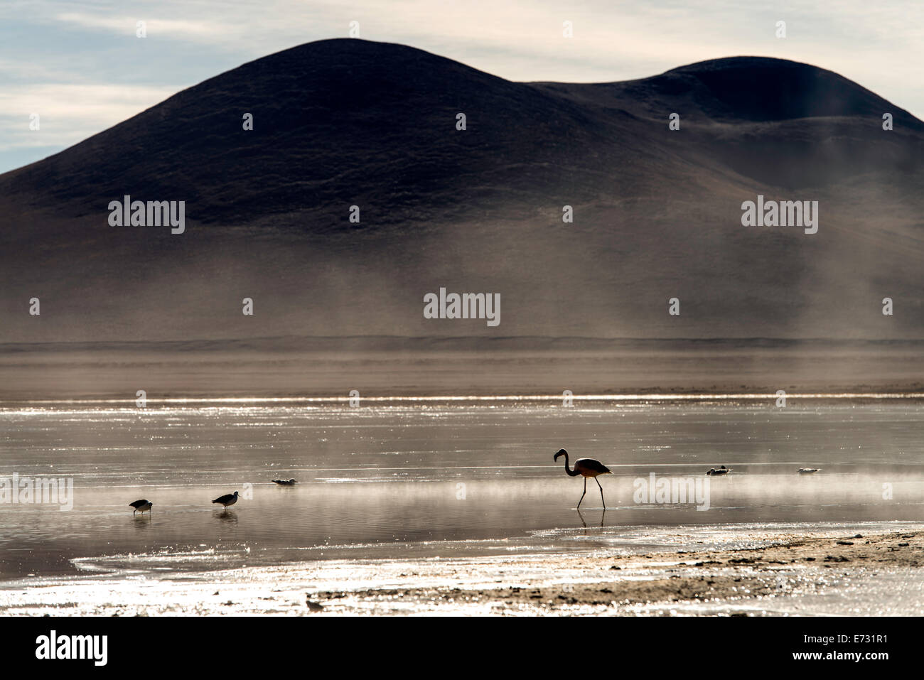 Flamingo Phoenicopterus in the mist at White lagoon (laguna blanca) Boliva, South America Stock Photo