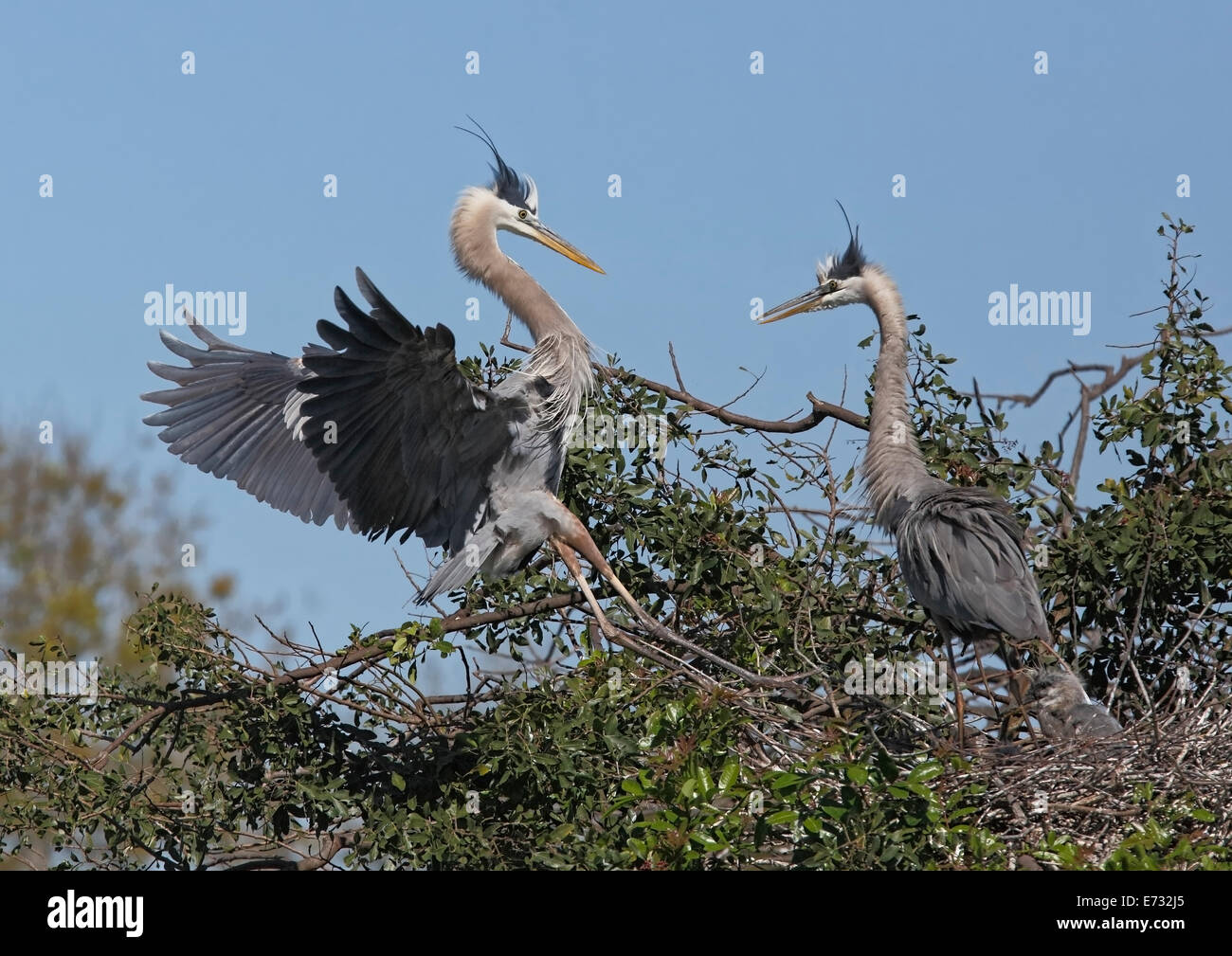 Great Blue Herons (Ardea herodias) welcome display at nest Stock Photo