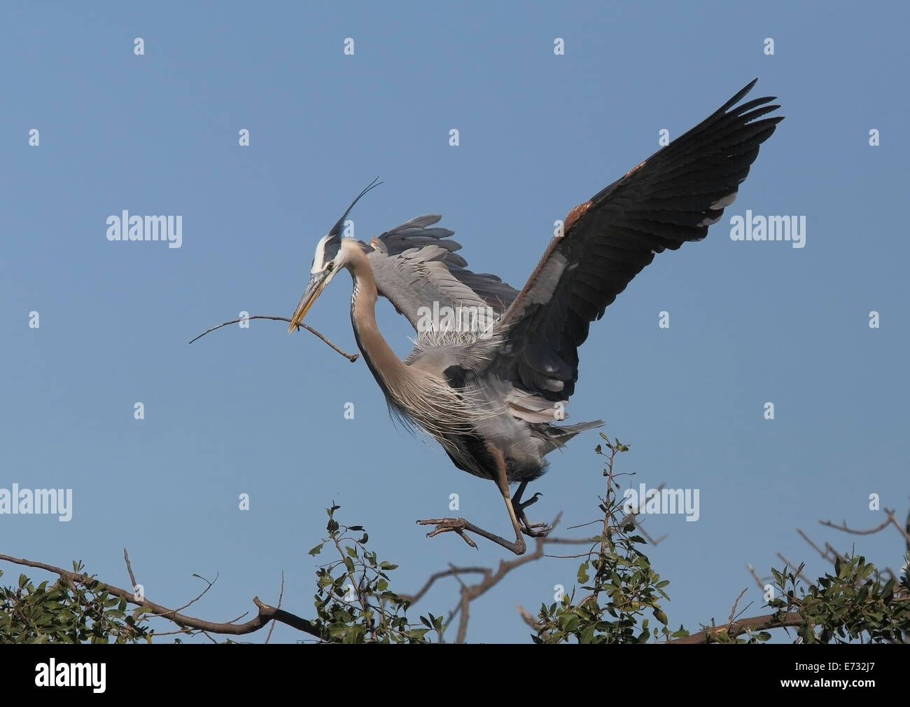 Great Blue Heron (Ardea herodias) landing in trees with nesting material Stock Photo
