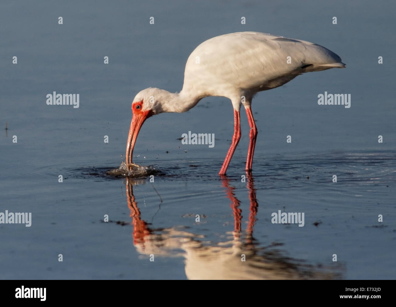 White Ibis (Eudocimus rubber) standing in water fishing with catch in beak and reflection in water Stock Photo