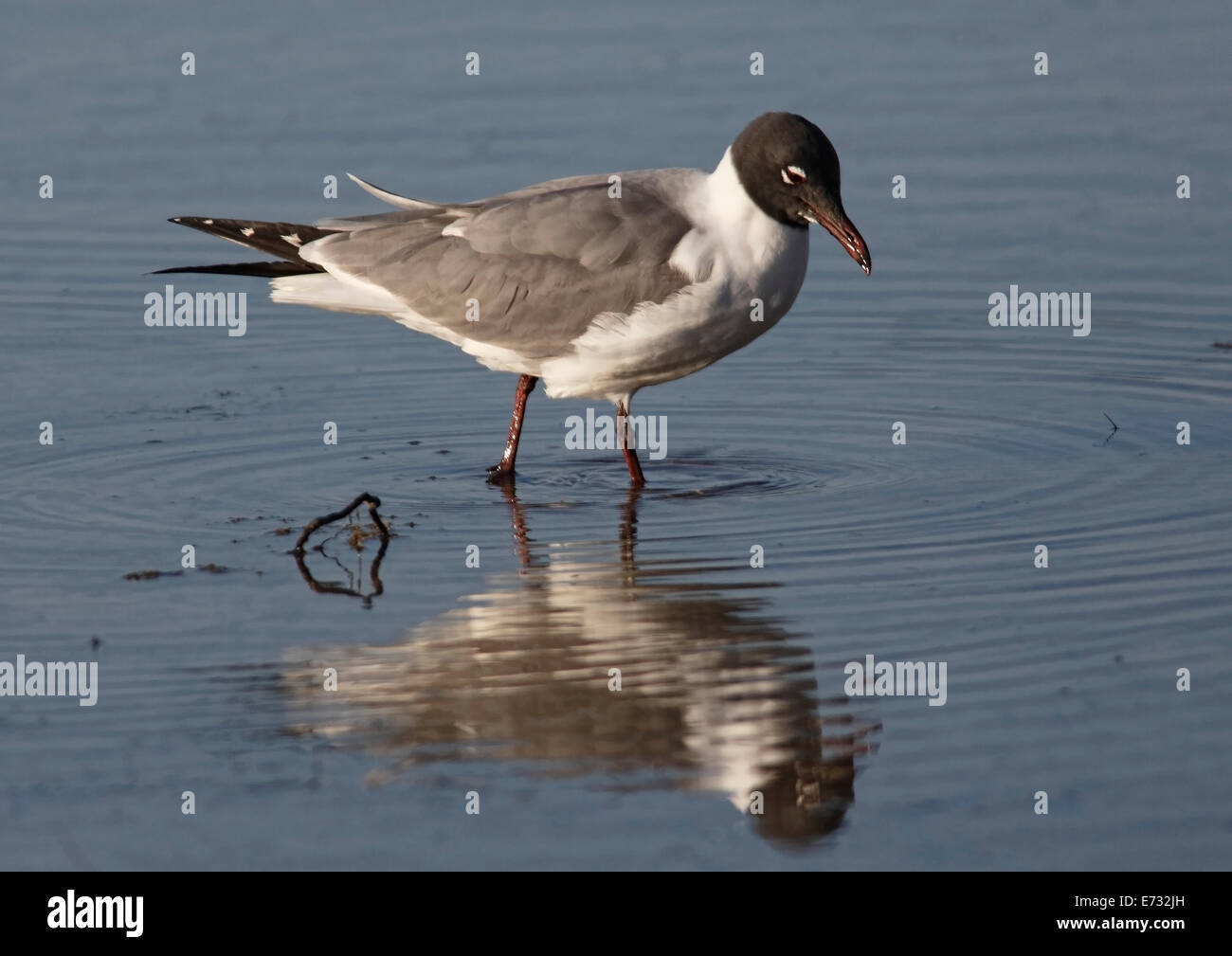 Laughing Gull (Larus atricilla) standing in water with reflection Stock Photo