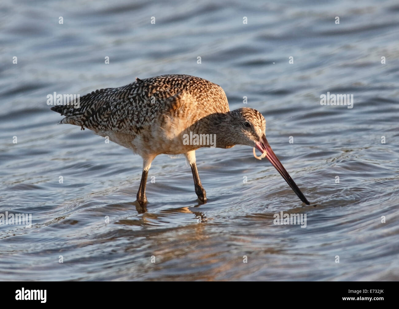 Marbled Godwit (Limosa fedoa) standing in water with food in beak Stock Photo