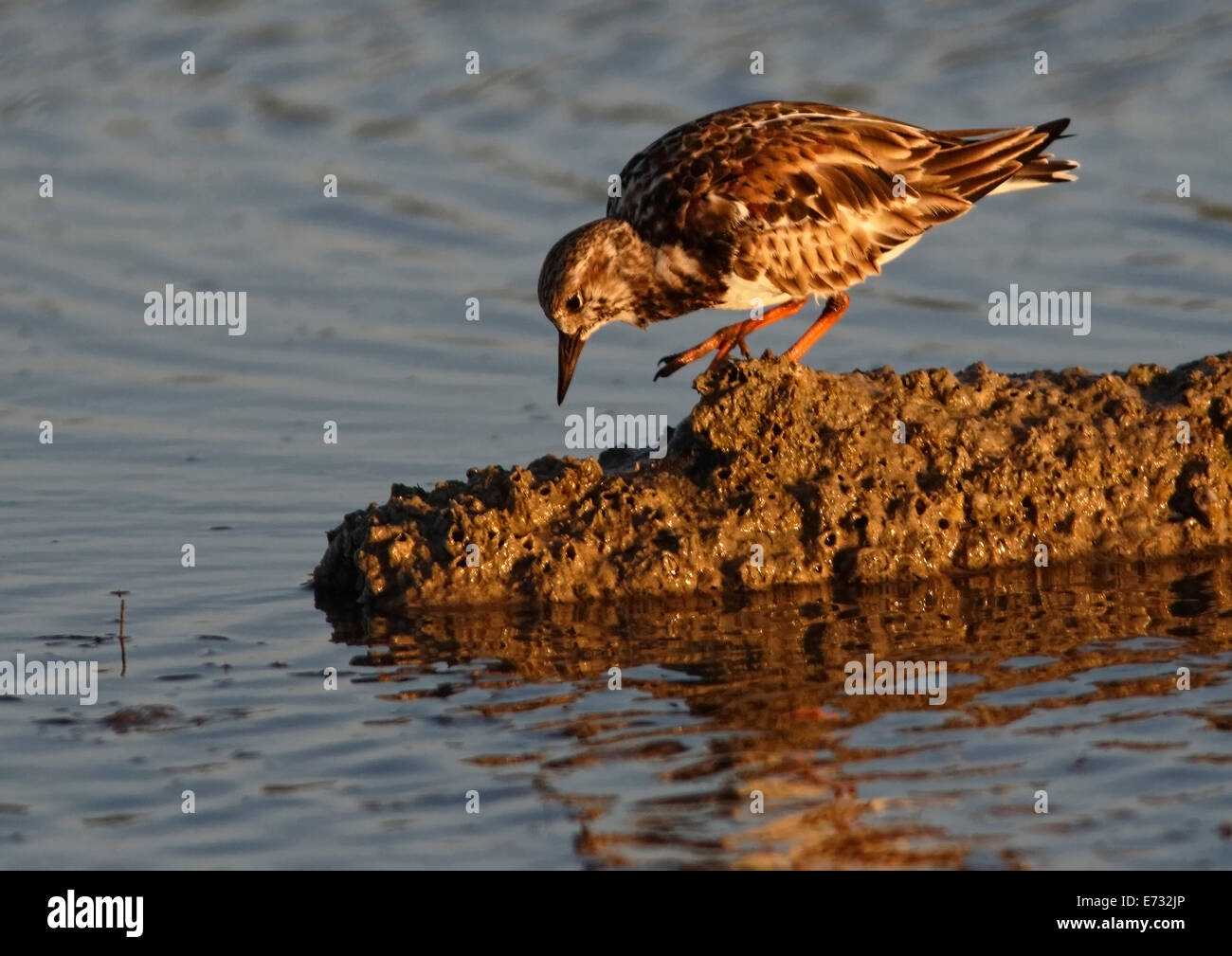Ruddy Turnstone (Arenaria interpres) perched on sand ridge looking for food with reflection in evening light Stock Photo