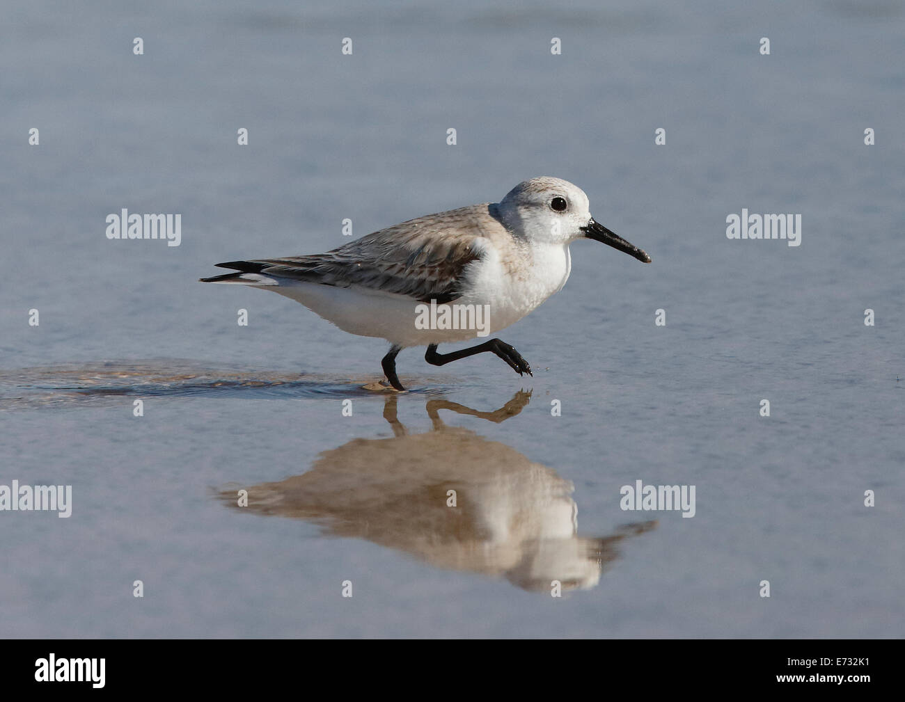 Sanderling (Calidris alba) walking in water with reflection Stock Photo