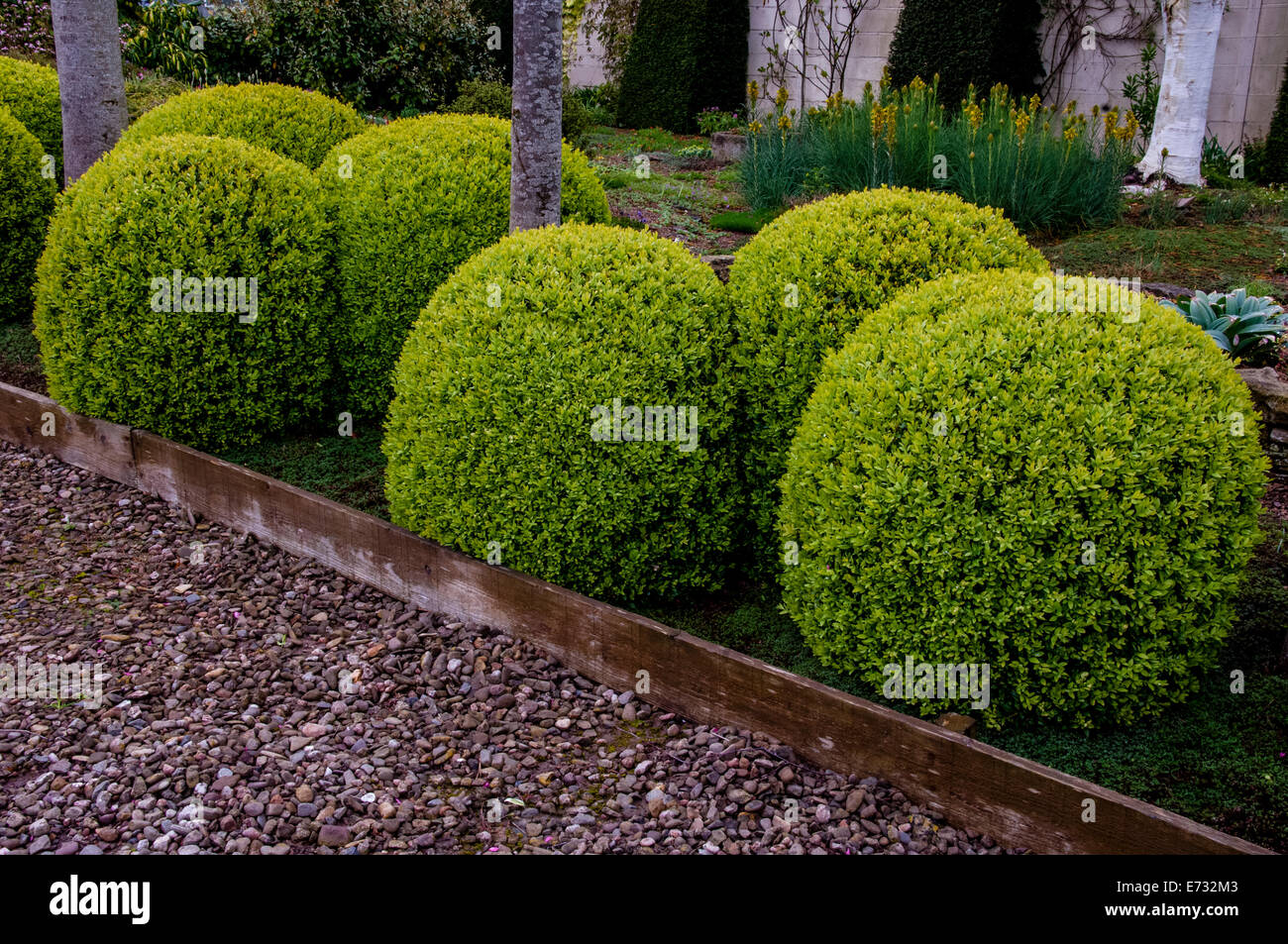 Buxus sempervirens, Ivycroft garden and nursery Stock Photo