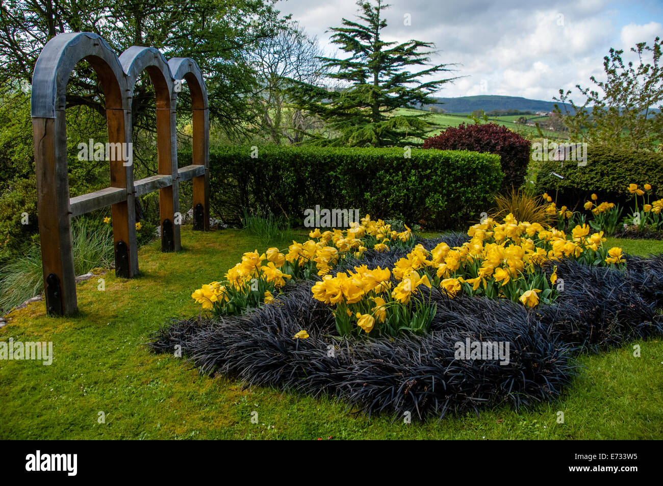 Spring Tulips and Black grass, Ophiopogon planiscapus 'Nigrescense', Tudor cottage, North Wales. Stock Photo